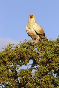 Low angle view of eagle perching on tree