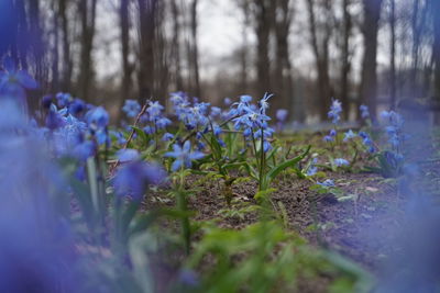 Close-up of purple crocus flowers on field