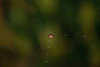 Female red, white and black spiny orb weaver spider gasteracantha in bonita springs, florida