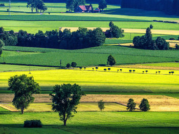 Trees on field