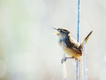 Close-up of bird perching outdoors