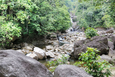 Scenic view of rocks in forest