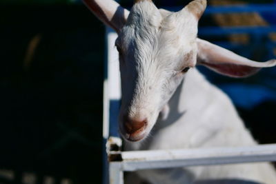 Close-up of cow