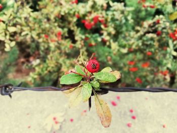 Close-up of red rose on plant