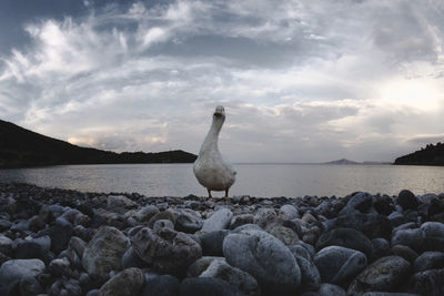 Seagull on rock at sea shore against sky