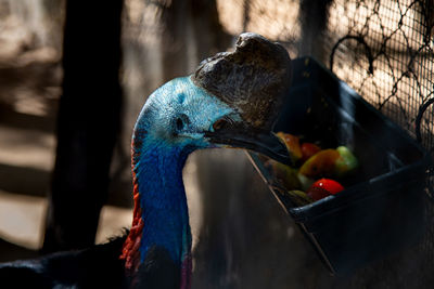 Close-up of cassowary 