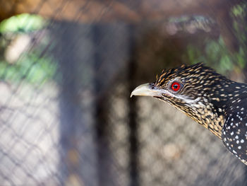 Close-up of a bird