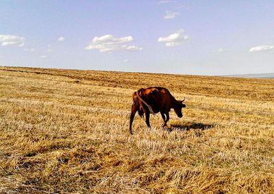 Horse grazing on field