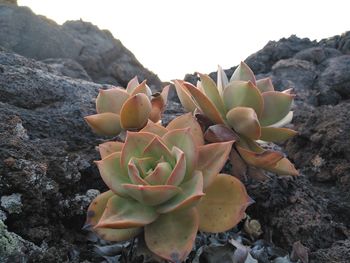 Close-up of cactus growing on rock