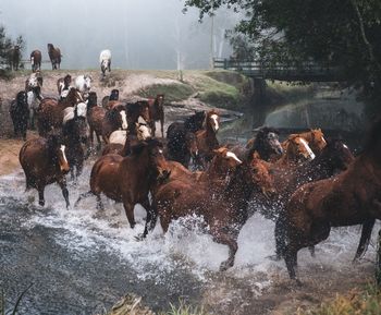 Horses running in lake