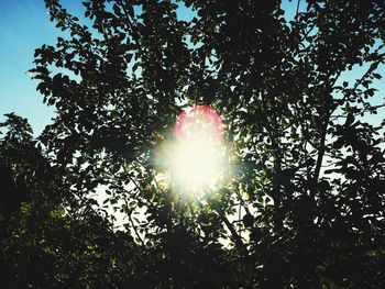 Sun shining through trees