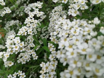 Close-up of white flowering plants