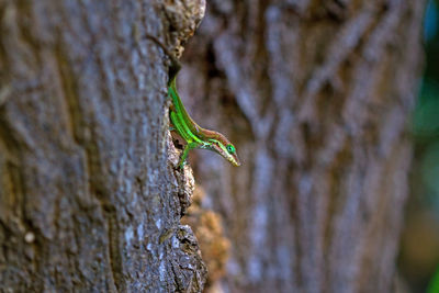 Close-up of anole lizard on tree trunk, st kitts and nevis