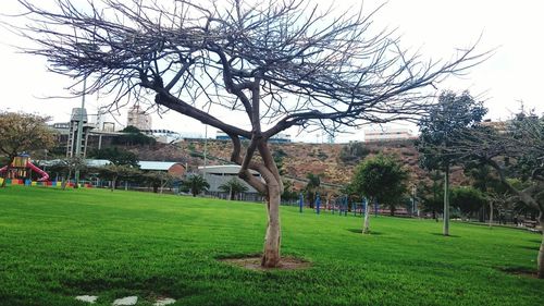 Bare tree in front of building