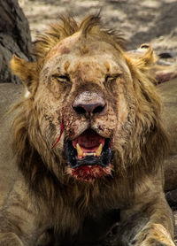 Close-up of lion