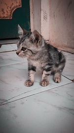 Cat sitting on a floor