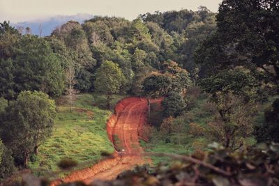 Scenic view of forest