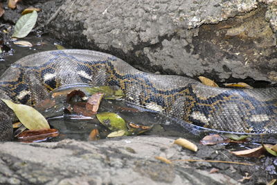 View of lizard on rock