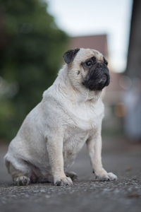 Portrait of a dog looking away