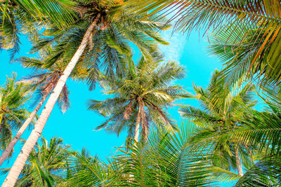 Low angle view of palm trees against sky