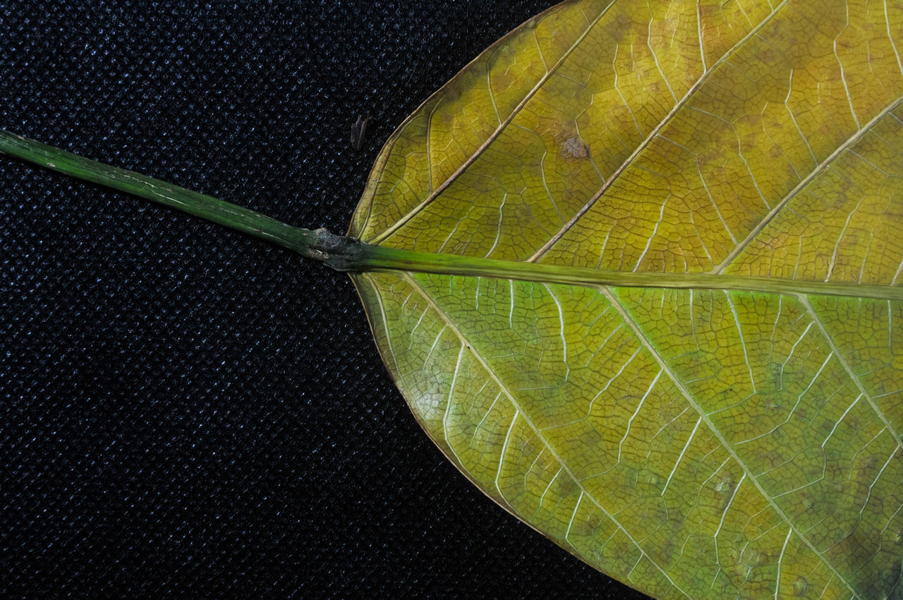 leaf, plant part, green, yellow, leaf vein, nature, close-up, plant, no people, plant stem, beauty in nature, tree, pattern, outdoors, growth, fragility, macro photography, flower, day, autumn