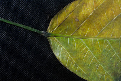 leaf