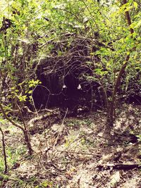 Sunlight falling on plants in forest