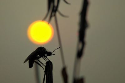 Close-up of insect on flower