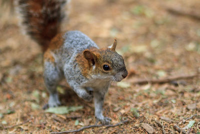 Close-up of squirrel