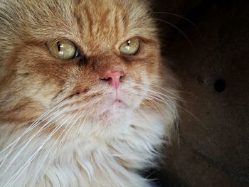 Close-up of a cat