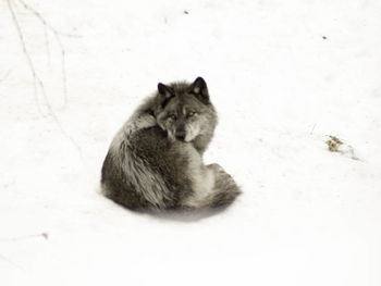 Close-up of cat in winter