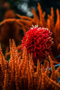 Close-up of red flowering plant