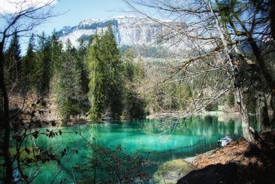 Scenic view of lake in forest