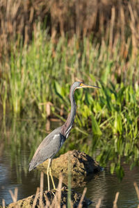 High angle view of gray heron perching on a lake