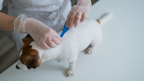 The veterinarian treats the jack russell terrier dog from parasites.