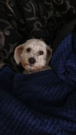 Portrait of dog resting on bed