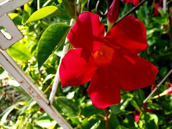 Close-up of red flowering plant