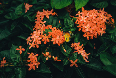 Close-up of orange flowering plants