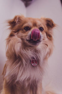 Close-up portrait of dog sticking out tongue