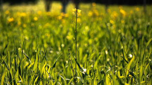 Close-up of fresh green grass in field