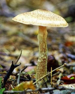 Close-up of mushrooms growing in forest