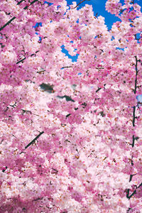 Close-up of pink cherry blossom