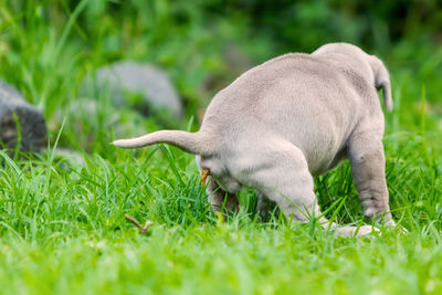 Close-up of horse on field