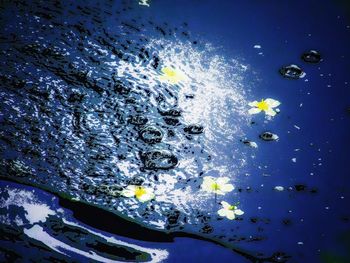 Close up of yellow flowers in water