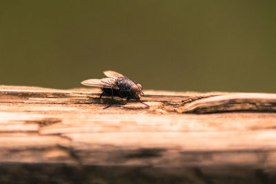 Close-up of fly on wood