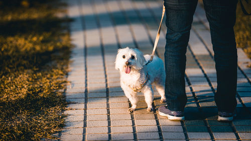 Low section of person with dog on footpath