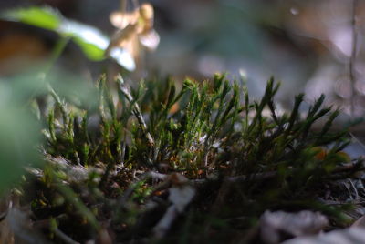 Close-up of plant growing on field