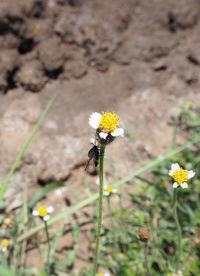 Close-up of insect on yellow flower