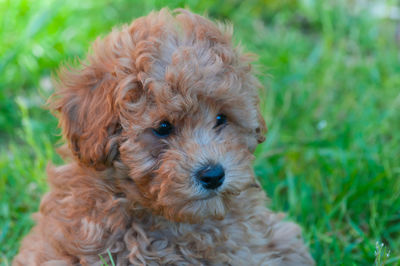 Close-up of puppy on field