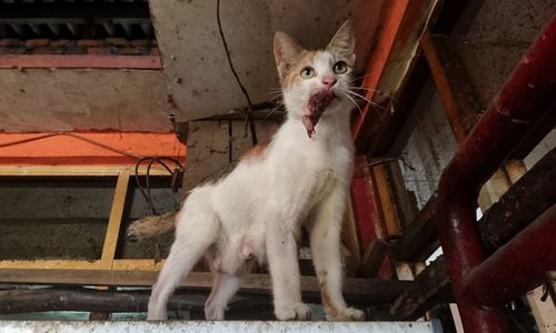 Portrait of cat standing outdoors